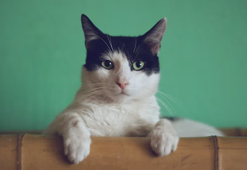 Cortador de Unhas Pet